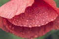 Close up of a giant red  velvet poppy flower with dew drops. Selective focus Royalty Free Stock Photo