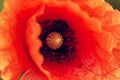 Close up of a giant red  velvet poppy flower. Remembrance poppy. Selective focus Royalty Free Stock Photo
