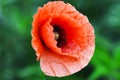 Close up of a giant red  velvet poppy flower. Selective focus Royalty Free Stock Photo