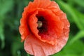Close up of a giant red  velvet poppy flower . Selective focus Royalty Free Stock Photo