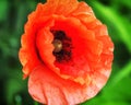 Close up of a giant red velvet poppy flower . Selective focus Royalty Free Stock Photo