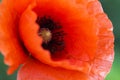 Close up of a giant red  velvet poppy flower. Selective focus Royalty Free Stock Photo