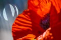 Close up of a giant red vivid red velvet poppy flower. Royalty Free Stock Photo