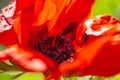 Close up of a giant red vivid red velvet poppy flower. Royalty Free Stock Photo
