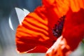 Close up of a giant red vivid red velvet poppy flower. Royalty Free Stock Photo