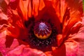 Close up of a giant red vivid red velvet poppy flower. Royalty Free Stock Photo