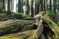 Close up of giant root of long live pine trees with moss in the forest in Alishan National Forest Recreation Area in Chiayi County