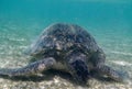 Close-up giant sea turtle eating seagrass in Red Sea Royalty Free Stock Photo