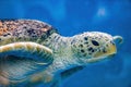 Close-up of a giant sea turtle, marine life