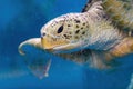 Close-up of a giant sea turtle, marine life