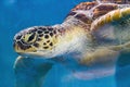 Close-up of a giant sea turtle, marine life