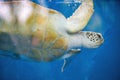 Close-up of a giant sea turtle, marine life