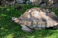 Close up of a Giant Sulcata Tortoise Royalty Free Stock Photo