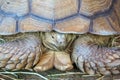 Close-up A giant Sulcata turtle Royalty Free Stock Photo