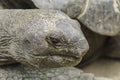 Close up of giant tortise Royalty Free Stock Photo