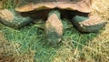 Close up giant tortoise eating grass. Royalty Free Stock Photo