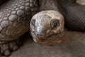 Close-up on giant tortoise head Royalty Free Stock Photo