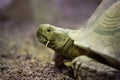 Close up on Giant tortoise Megalochelys gigantea. Royalty Free Stock Photo