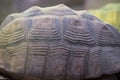 Close up on Giant tortoise shell Megalochelys gigantea. Royalty Free Stock Photo