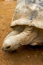 Close-up of a giant tortoise, Sulcata tortoise Royalty Free Stock Photo