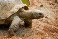 Close-up of a giant tortoise, Sulcata tortoise Royalty Free Stock Photo