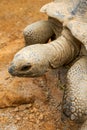 Close-up of a giant tortoise, Sulcata tortoise Royalty Free Stock Photo