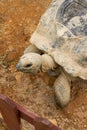 Close-up of a giant tortoise, Sulcata tortoise Royalty Free Stock Photo