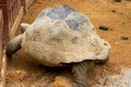 Close-up of a giant tortoise, Sulcata tortoise Royalty Free Stock Photo