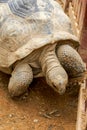 Close-up of a giant tortoise, Sulcata tortoise Royalty Free Stock Photo