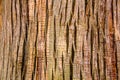 Close Up of giant tree Bark Royalty Free Stock Photo
