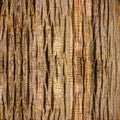 Close Up of giant tree Bark Royalty Free Stock Photo