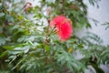 Close up of Giant tree , Raintree , Samanea saman (Leguminosae) Royalty Free Stock Photo