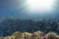 Close up of a giant turtle in the sea, red sea Royalty Free Stock Photo