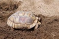 Giant turtle or testudinidae  reptile on sand background Royalty Free Stock Photo