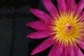 Close-up of Giant Water Lily in a Pond