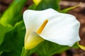 Close-up of giant white arum lily stamen Royalty Free Stock Photo