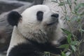 Close up Gianty Panda, Beijing, China Royalty Free Stock Photo