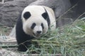 Close up Gianty Panda, Beijing, China Royalty Free Stock Photo