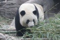 Close up Gianty Panda, Beijing, China Royalty Free Stock Photo