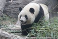 Close up Gianty Panda, Beijing, China Royalty Free Stock Photo