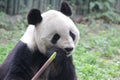 Close up Gianty Panda, China