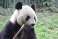 Close up Gianty Panda, China