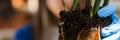 Close up of a gibiscus plant root bound, being transplanted