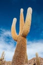 Close up of gigantic cactus Cardon Cactus Trichocereus pasacana at Cactus island in Uyuni Salt Flat, Salar de Uyuni, world`s Royalty Free Stock Photo