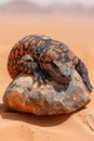 Close up of a Gila Monster Lizard Heloderma suspectum Basking on Desert Rock under the Sun