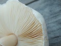Close up of gills of agaric mushroomÃÅ½. Lamella of a big mushroom abstract background macro close up Royalty Free Stock Photo