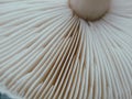 Close up of gills of agaric mushroomÃÅ½. Lamella of a big mushroom abstract background macro close up Royalty Free Stock Photo