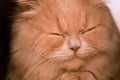 Close-up of ginger cat face sleeping or purring indoor Royalty Free Stock Photo