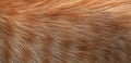 Close-up of ginger cat fur. Texture, background Royalty Free Stock Photo