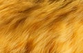 Close-up of ginger cat fur for texture or background Royalty Free Stock Photo